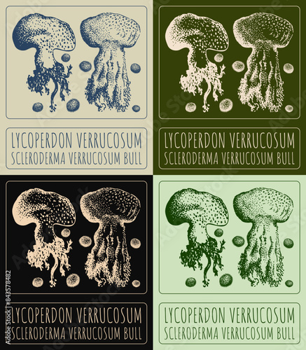 Set of vector drawing LYCOPERDON VERRUCOSUM in various colors. Hand drawn illustration. The Latin name is SCLERODERMA VERRUCOSUM BULL.