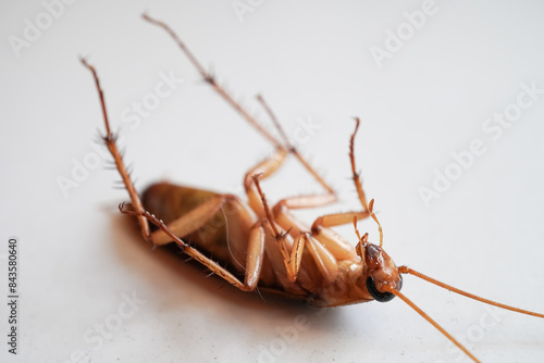 Close up photo of a dead cockroach lying upside down on a white floor. Cockroaches are disgusting and dirty insects, making them a source of disease photo