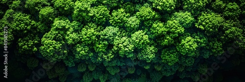 Aerial view  forest canopy absorbing co2 with green trees for carbon neutrality and zero emissions photo