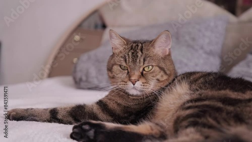 Wallpaper Mural A beautiful cat lies on the bed and rests. Pet concept. Torontodigital.ca