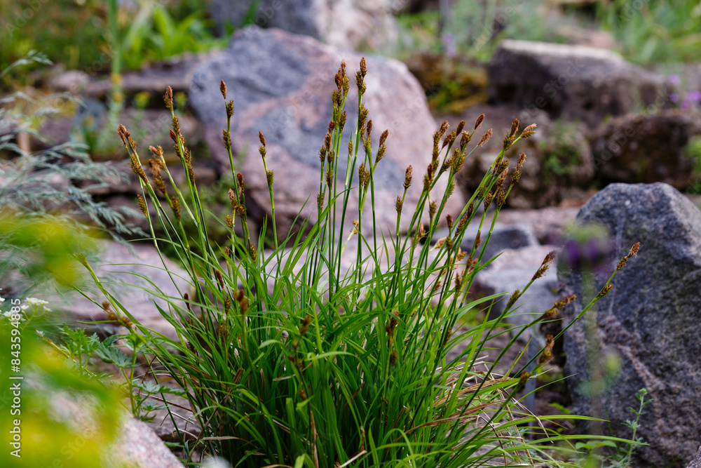 Soddy sedge ( lat. Carex cespitosa ) is a perennial herbaceous plant, a species of the genus Carex of the sedge family ( Cyperaceae ) Soddy sedge ( lat. Carex cespitosa ) is a perennial herbaceous plant, a species of the genus Carex of the sedge family ( Cyperaceae )