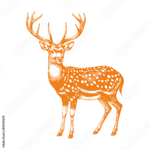 spotted deer vector,  deer silhouette