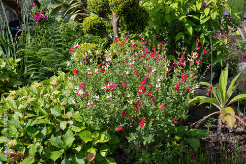 red and white salvia plant