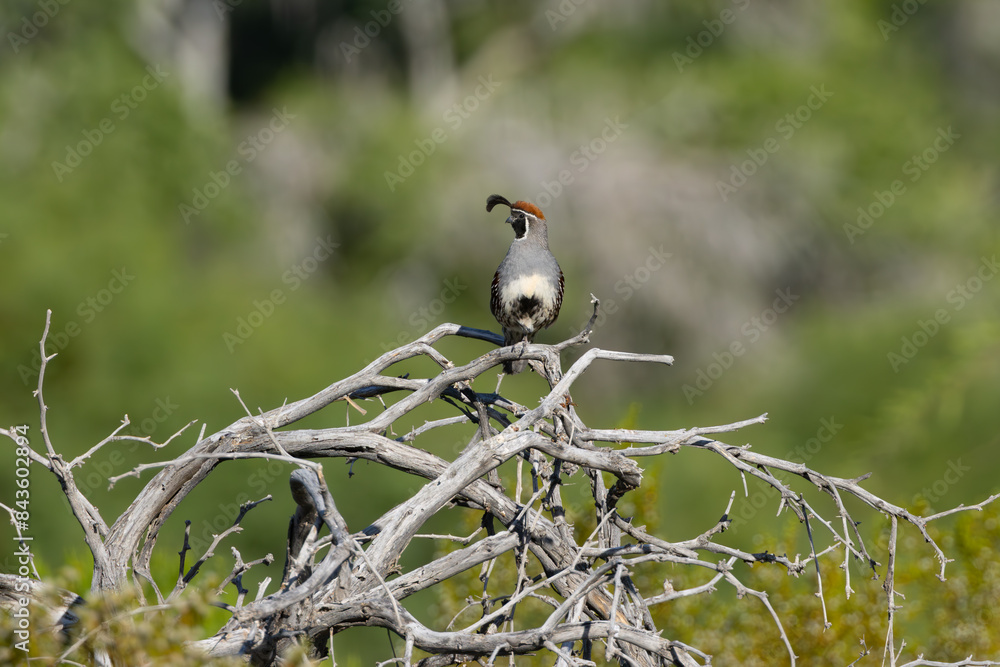 Fototapeta premium Gambel's Quail sitting on branches