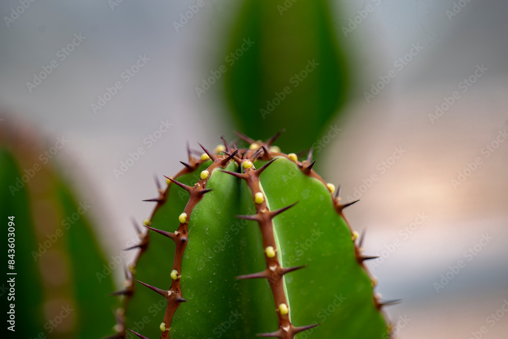 Close up photo of thorns of the cactus at the tip of the shoot. Close up photo of thorns of the cactus at the tip of the shoot.