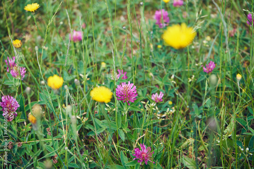Fototapeta premium Koniczyna, Trifolium L.