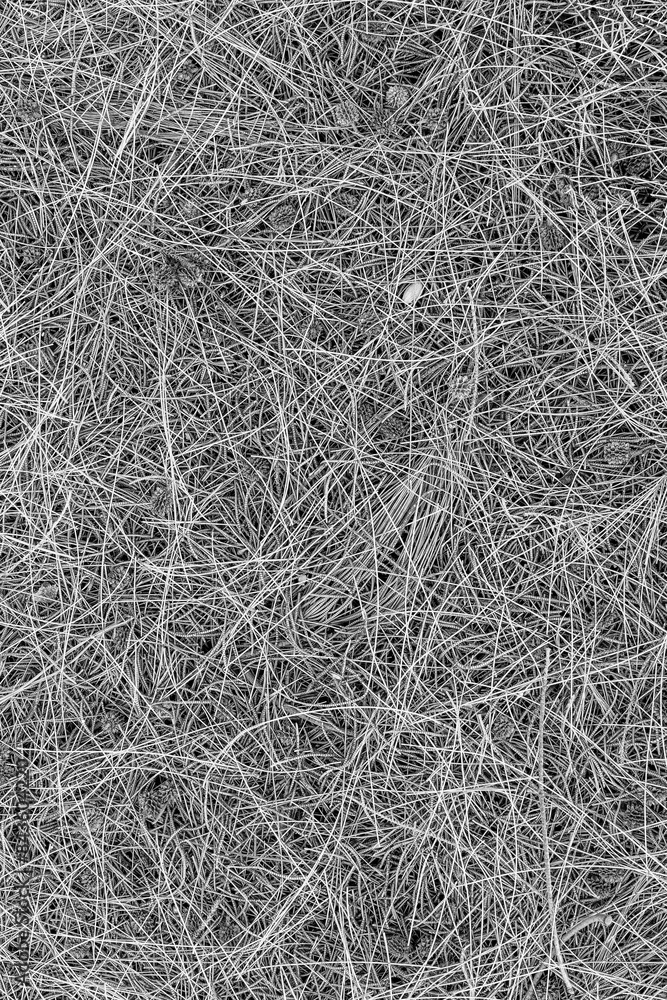 gray black and white nature background of autumn fallen pine needles and leaves in a fall season forest. natural backdrop for concept and design gray black and white nature background of autumn fallen pine needles and leaves in a fall season forest. natural backdrop for concept and design