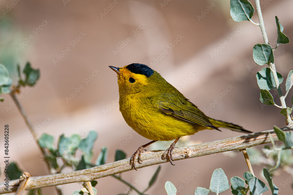 Obraz premium Wilson's Warbler