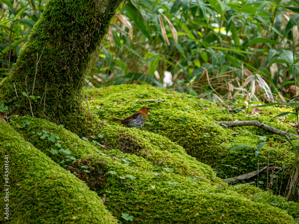 森の中で苔の生えた木の根元に留まっているコマドリの雄 森の中で苔の生えた木の根元に留まっているコマドリの雄