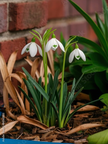 Close-Up of Snowdrop Flowers Against Brick Wall in Early Spring Garden
