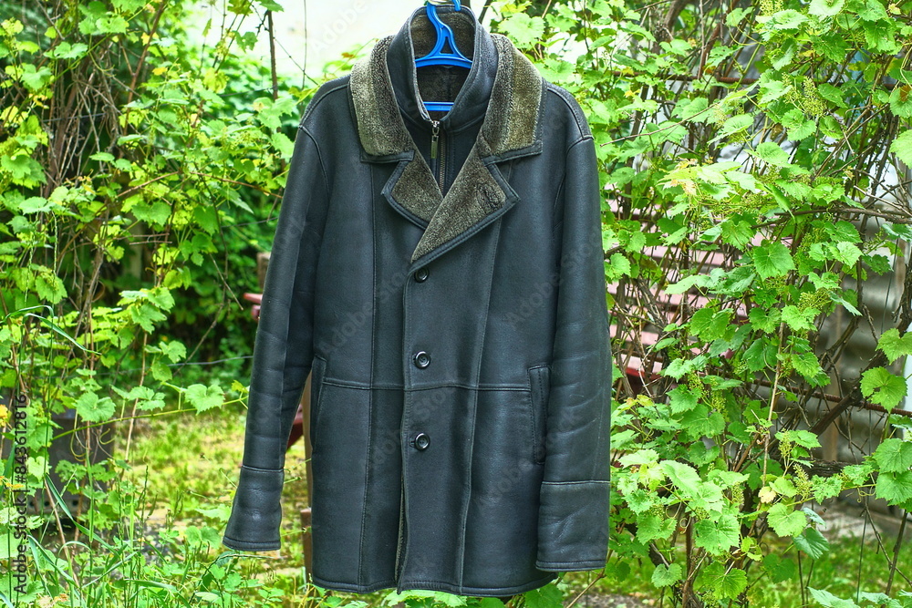 one heavy leather warm fastened with iron zipper and buttons black with fur gray collar men's old fashion sheepskin coat hanging in the green garden during the day one heavy leather warm fastened with iron zipper and buttons black with fur gray collar men's old fashion sheepskin coat hanging in the green garden during the day