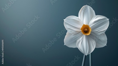 Simplified White Daffodil Flower Silhouette with Textured Cinematic Minimalist Background
