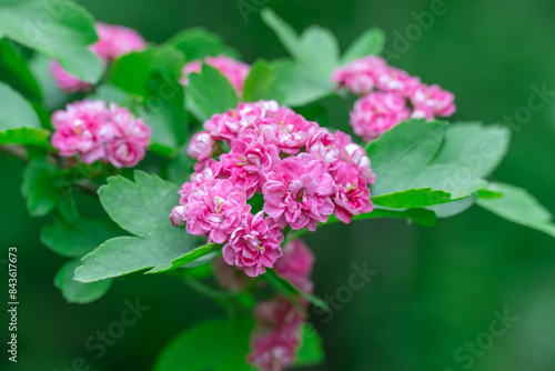 Red bunch flowers hawthorn pauls scarlet blooming in garden. Crataegus laevigata blossom in botanical park. Woodland pink mayflowers tree in springtime. Ornamental rosaceae family and medicinal plant. photo