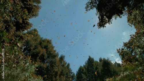 Many butterflies fly in the forest and the sun shines through the trees