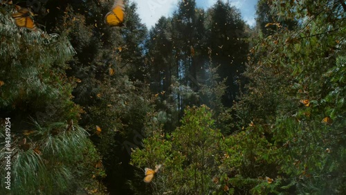 Many butterflies fly in the forest under the sun photo