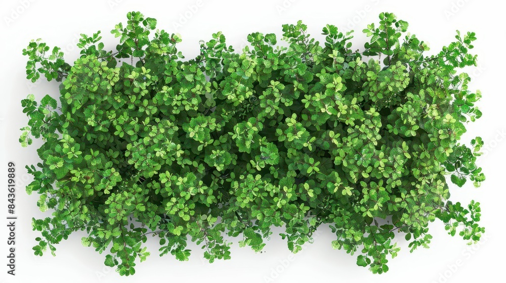 cutout larreadivaricata plants for garden design or landscaping top view digital illustration cutout larreadivaricata plants for garden design or landscaping top view digital illustration
