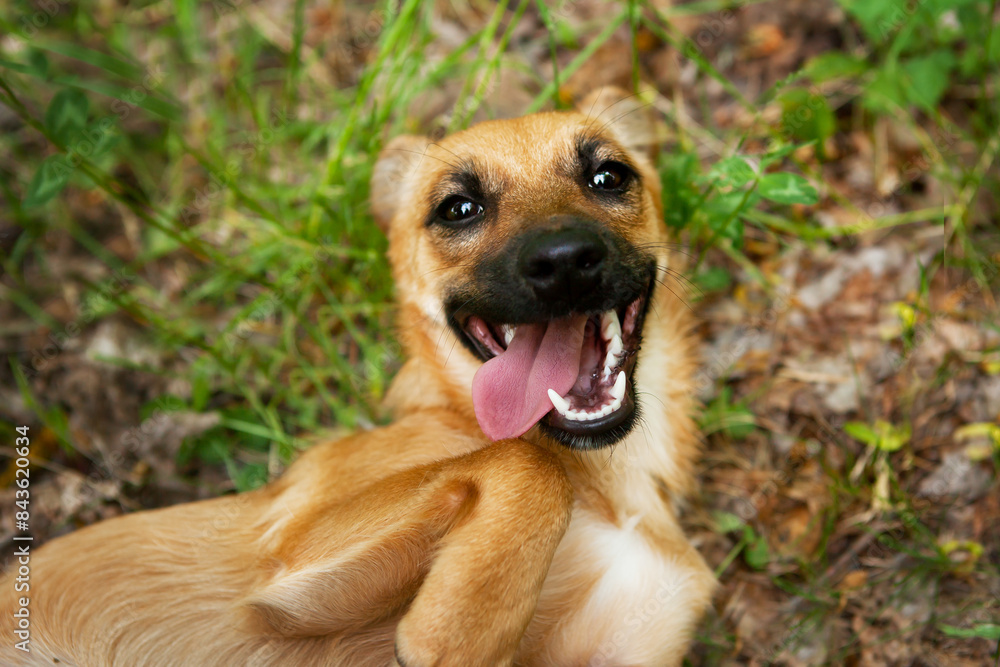 A cheerful mixed breed puppy, red in color, lies on his back on the ground with grass and dry leaves, opening his mouth with an appearance of a smile, playing around and playing. A cheerful mixed breed puppy, red in color, lies on his back on the ground with grass and dry leaves, opening his mouth with an appearance of a smile, playing around and playing.