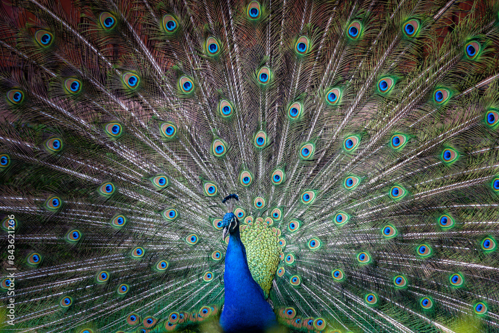 Obraz premium peacock with feathers out