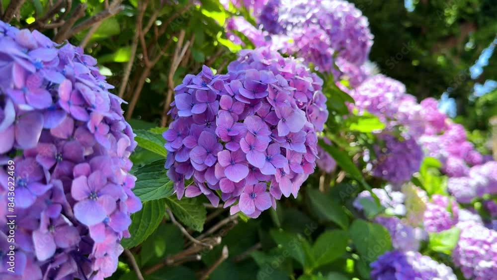 Beautiful purple hydrangeas in full bloom on a sunny day Beautiful purple hydrangeas in full bloom on a sunny day
