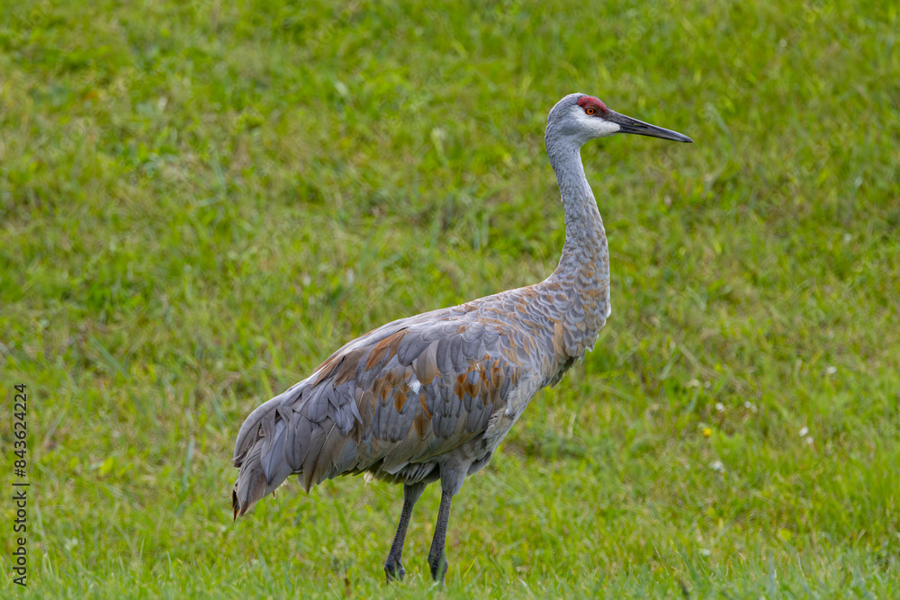 Fototapeta premium Sandhill Crane