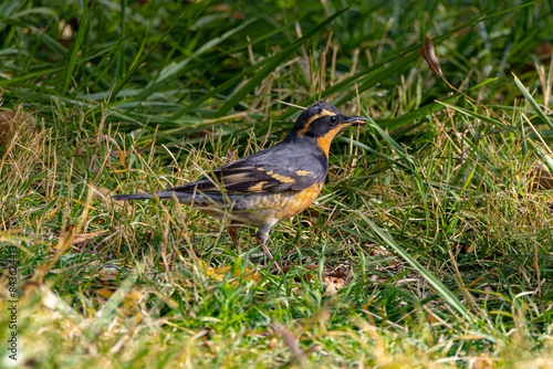 Varied Thrush