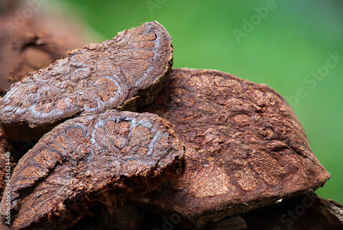 Bauhinia sirindhorniae wood dried slices on natural background. photo