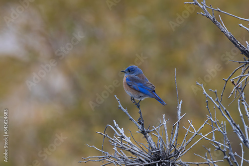 Western Bluebird Perched