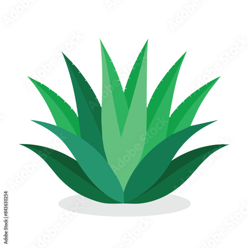 Aloe vera flat vector illustration on white background.