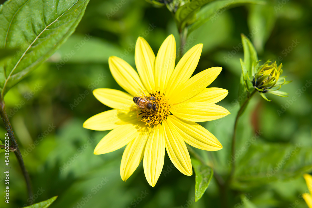 Obraz premium Honey bee on yellow flower, helianthus sunflower, UK garden