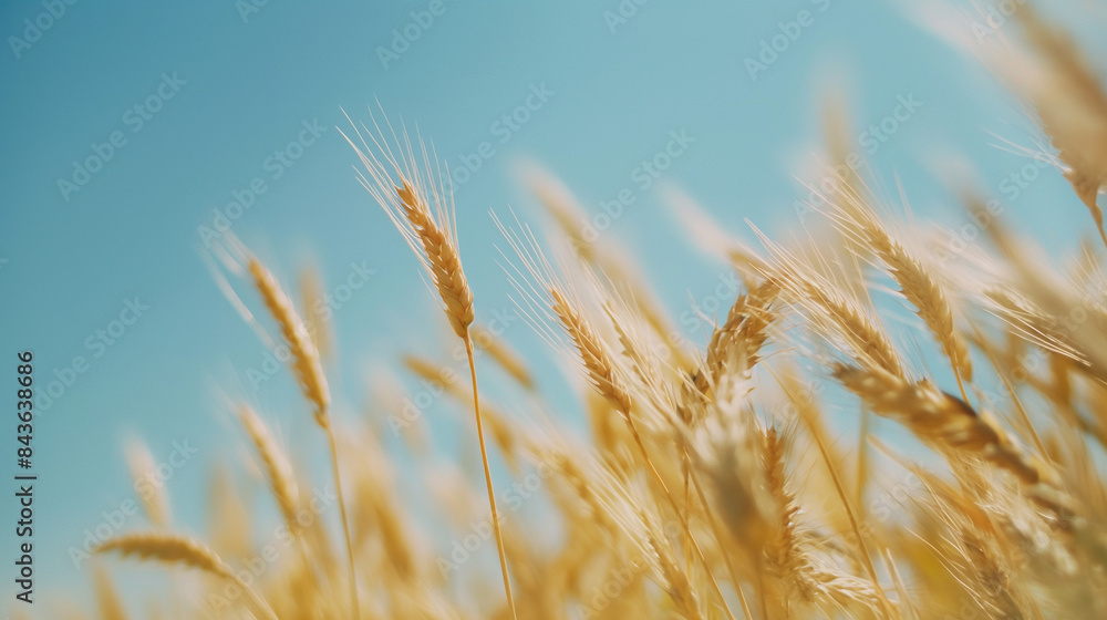 Close-up of barley stalks swaying in the breeze, golden and ripe, clear blue sky, ready for harvest, rich texture Close-up of barley stalks swaying in the breeze, golden and ripe, clear blue sky, ready for harvest, rich texture