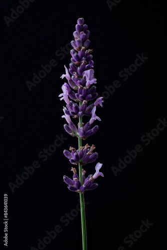 flower Photography  Lavandula angustifolia  copy space on right  Close up view  Isolated on black Background