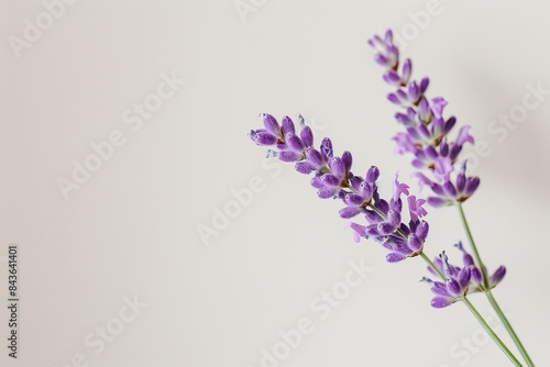 flower Photography  Lavandula dentata Royal Crown  copy space on right  Close up view  Isolated on white Background