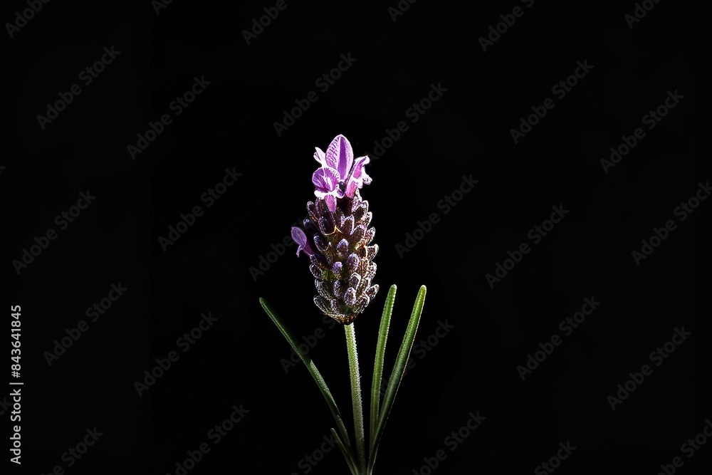 flower Photography, Lavandula lanata, copy space on right, Close up view, Isolated on black Background flower Photography, Lavandula lanata, copy space on right, Close up view, Isolated on black Background