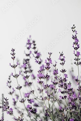 flower Photography  Lavandula multifida  copy space on right  Close up view  Isolated on white Background