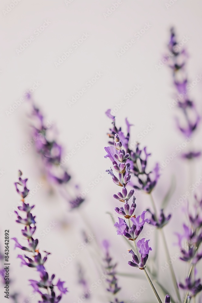 Naklejka premium flower Photography, Lavandula pinnata, copy space on right, Close up view, Isolated on white Background