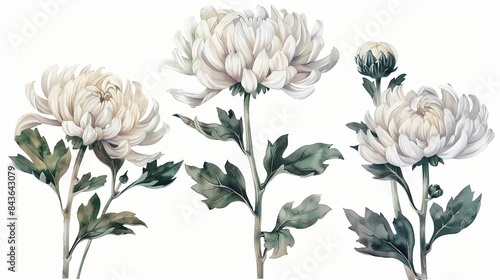 Beautiful watercolor illustration of white chrysanthemum flowers with green leaves on a white background, perfect for design and decoration.