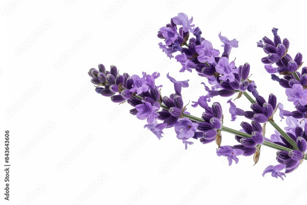 flower Photography, Lavandula x intermedia, copy space on right, Close up view, Isolated on white Background flower Photography, Lavandula x intermedia, copy space on right, Close up view, Isolated on white Background