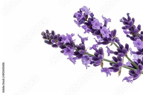 flower Photography  Lavandula x intermedia  copy space on right  Close up view  Isolated on white Background