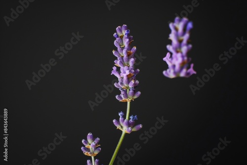 flower Photography  Lavandula x intermedia  copy space on right  Close up view  Isolated on black Background