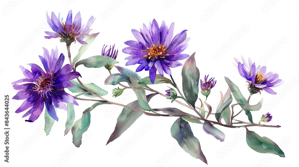 Elegant watercolor painting of vibrant aster purple flowers with green leaves on a branch, isolated on white background. Elegant watercolor painting of vibrant aster purple flowers with green leaves on a branch, isolated on white background.