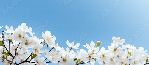 A copy space image of white spring flowers beautifully framing the backdrop of a serene blue sky