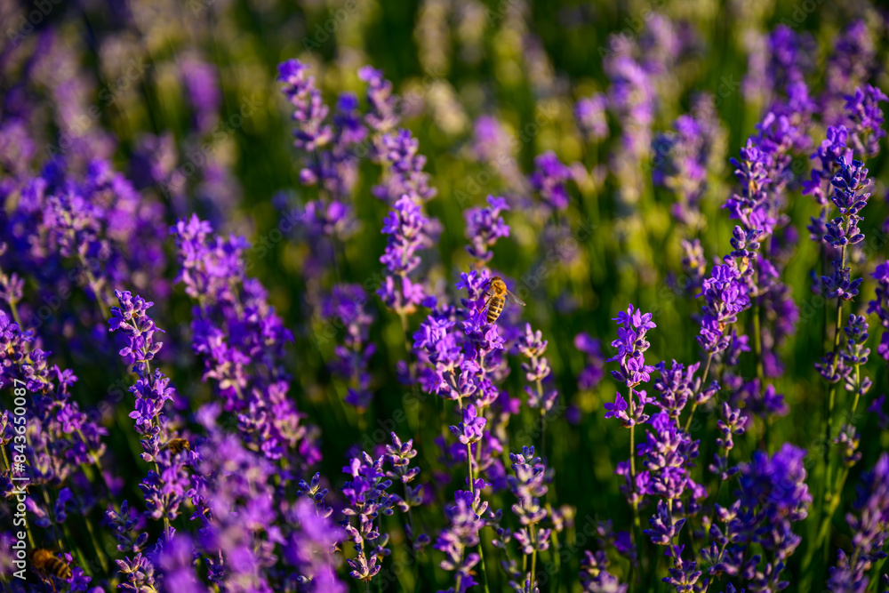 lavender, flower, nature, purple, plant, field, flowers, garden, lavender, flower, nature, purple, plant, field, flowers, garden,