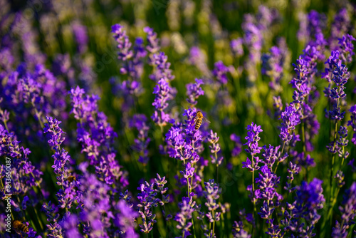lavender, flower, nature, purple, plant, field, flowers, garden, 