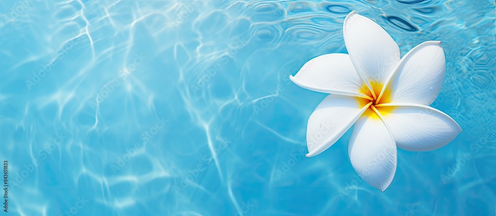The tropical concept is captured beautifully in the top view of a white Plumeria flower floating in a pool of clear blue water creating a serene image with ample copy space The tropical concept is captured beautifully in the top view of a white Plumeria flower floating in a pool of clear blue water creating a serene image with ample copy space