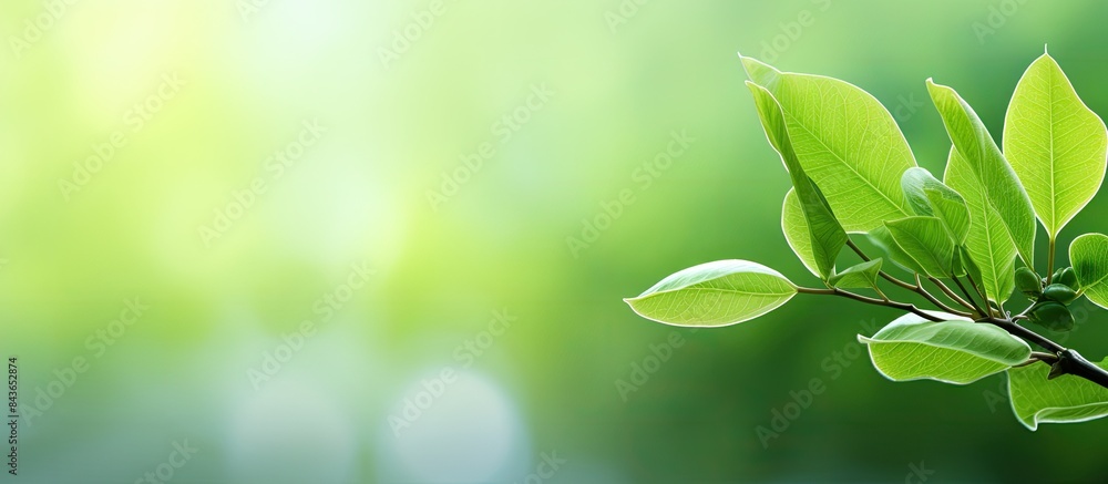 A gorgeous closeup of a fresh green leaf thriving in a garden set against a blurry backdrop of natural green There is ample blank space for eco friendly and natural energy copy space images A gorgeous closeup of a fresh green leaf thriving in a garden set against a blurry backdrop of natural green There is ample blank space for eco friendly and natural energy copy space images