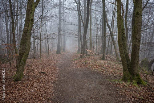 The forest in the fog © wlad074