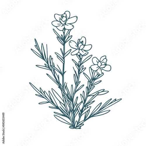 bogrosemary flower outline vector photo