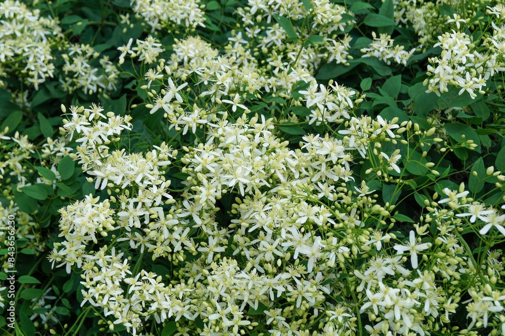 The straight clematis (Clematis recta) grows in the garden The straight clematis (Clematis recta) grows in the garden