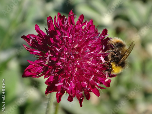 Early bumble bee (Bombus pratorum), male feeding on a bright pink Macedonian scabious flower photo
