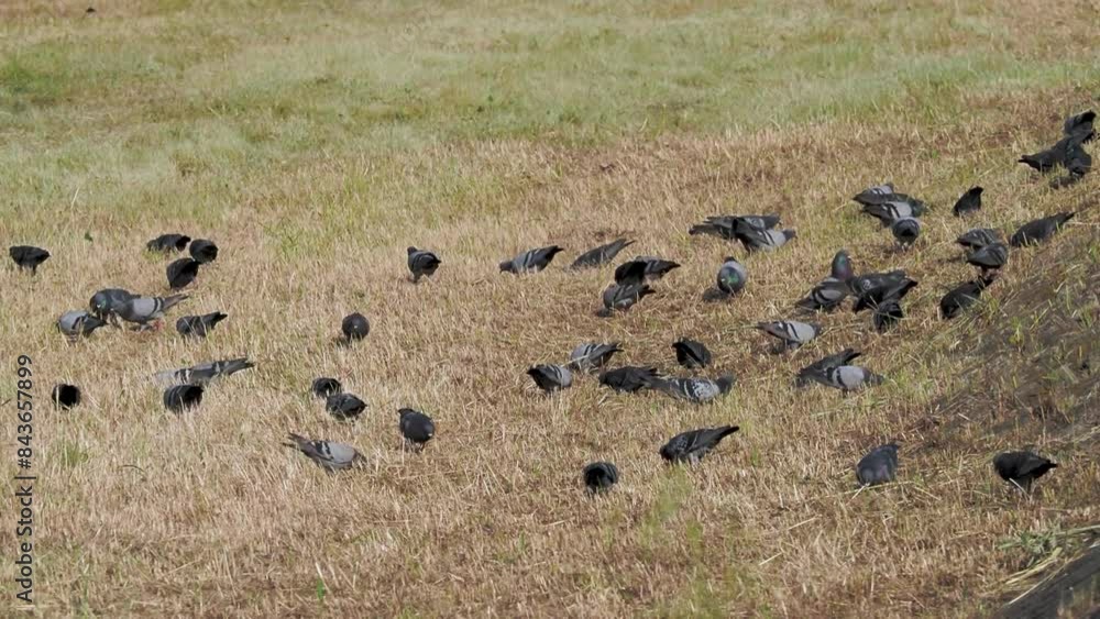 河川敷で餌を食べる鳩の群れ 河川敷で餌を食べる鳩の群れ